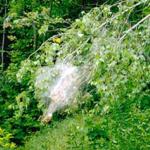 An individual web of the fall webworm. This one web may contain dozens of caterpillars. Oftentimes, there are many webs on one host plant. (Photo: R. Childs)