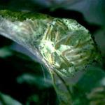 Several fall webworm caterpillars within their silken web feeding on the host plant foliage. (Photo: R. Childs)