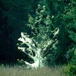 A small tree that is heavily covered with silk from the fall webworm. This situation is very unsightly but mostly aesthetic. (Photo: R. Childs)