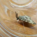 Fig. 5 - Adult male Lymantria dispar (spongy moth). (Photo: T. Simisky)