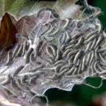 A cluster of new forest tent caterpillars on a tiny silken mat atop an individual leaf. This is all the silk that this species will produce. (Photo: R. Childs)