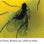 Fungus Gnat adult fly