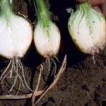 Fusarium basal rot in onion. Photo: H. Schwartz, Colorado State University, Bugwood.org