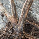 Dark-colored staining of the vascular tissue at the base of a fragrant sumac (Rhus aromatica) due to Fusarium wilt. Photo by N. Brazee