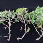 Fusarium wilt of mums