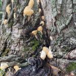 Tan-colored, amorphous conks of Ganoderma sessile developing above a dead conk produced the previous year on the lower trunk of a sugar maple (Acer saccharum). Photo by N. Brazee