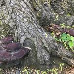 Old, mahogany-colored conks of Ganoderma sessile on a street side Norway maple (Acer platanoides). The conks are adjacent to the root flare wound that likely facilitated infection. Photo by N. Brazee 