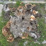 Numerous Ganoderma sessile conks on an old, decaying stump in an urban tree pit. Photo by N. Brazee