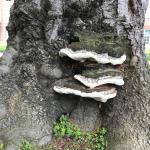 Overlapping, shelf-like conks of Ganoderma applanatum on the lower trunk of a European beech (Fagus sylvatica). Photo by N. Brazee