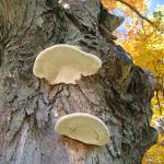 Conks of Ganoderma applanatum on the trunk of a sugar maple (Acer saccharum). The nearby branch stubs likely served as the infection point. Photo by N. Brazee