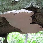 Brilliant white-colored pore layer (hymenium) of Ganoderma applanatum on a downed American beech (Fagus grandifolia). Photo by N. Brazee