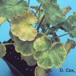 Iron and manganese toxicity due to low pH on geranium