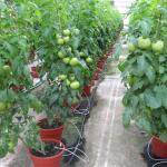 Greenhouse tomatoes