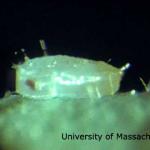 Greenhouse whitefly pupa