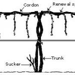 Grape Growth