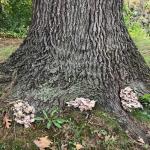 Several Grifola frondosa mushrooms growing at the base of an infected northern red oak (Quercus rubra). No internal decay was detected in the lower trunk using sonic tomography. Photo by N. Brazee