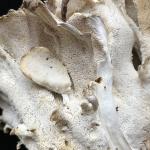 White-colored pore layer on the underside of a Grifola frondosa mushroom. Photo by N. Brazee