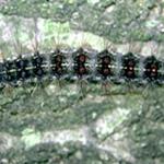 A fairly mature Lymantria dispar (spongy moth) caterpillar. Note the five rows of paired blue spots, on the back, that are followed by six rows of red spots. Also, note the yellow markings on the head capsule. This indicates that the caterpillar is too mature to be affected by B.t. (Photo: R. Childs)
