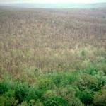 A large forested area that was defoliated by Lymantria dispar (spongy moth). (Charlie Burnham)