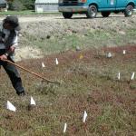 A hand-held rake can be used to prune small areas of cranberry vines