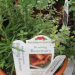 Herb Planter in greenhouse