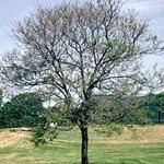 A honeylocust nearly completely defoliated by the honeylocust plantbug. (Photo: R. Childs)