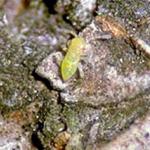 A recently hatched nymph of the honeylocust plantbug at the base of a bud. (Photo: R. Childs)