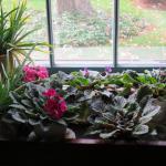 Houseplants (African violets, aloe) grown indoors