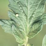 Hornworm egg. Photo: A. Eaton