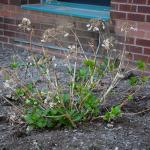 Hydrangea macrophylla growth in spring.