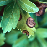 Leaf spots (Photo: E. M. Dutky)