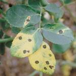 Leaf spots caused by Marssonina rosae  (Photo: A. S. Windham)