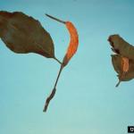 Ash rust fruiting on leaves and petioles (Photo: E. L. Barnard)