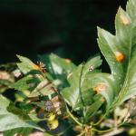 Bright orange leaf spots on hawthorn (Photo: C. L. Ash)