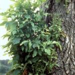 Ash yellows witches broom on green ash (Photo: C. L. Ash)