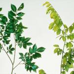 Left: healthy elm branch. Right: elm yellows leaf distortion and chlorosis. (Photo: W. A. Sinclair)