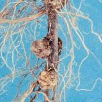 Crown galls on roots (Photo: A. K. Hagan)