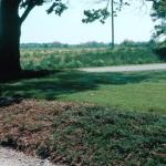 Kabatina blight in bed of creeping juniper (Photo: E. M. Dutky)