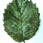 Sooty mold on elm leaf (Photo: R. J. Stipes)