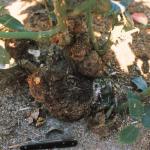 Crown galls at base of rose stems (Photo: L. W. Moore)