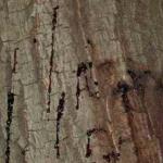 Bleeding on bark surface