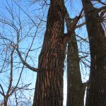 Blonding” on the bark of the ash tree discovered to have emerald ash borer (EAB) in Worcester, MA in 2015. This damage is as a result of the feeding of woodpeckers. Bark is removed as they forage on EAB larvae beneath the bark. This can be a sign that there is emerald ash borer present. (Photo: Tawny Simisky)