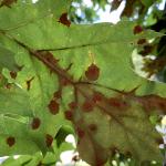 Initial symptoms of Tubakia leaf blotch appear as red-colored, water-soaked, circular leaf spots and marginal blight. Photo by N. Brazee