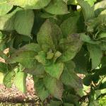 Closer view of the sampled hydrangea from which chilli thrips were detected in Barnstable County, Massachusetts. Note the damaged leaf tissue appearing brown and discolored from the feeding of the thrips piercing-sucking mouthparts. Photo credit: Russell Norton, Cape Cod Cooperative Extension.