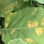 Chlorosis on the upper side of the leaf, caused by downy mildew. Photo: UMass Vegetable Program