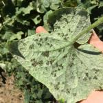 Cucurbit downy mildew sporulation on the underside of a cucumber leaf. Photo: G. Higgins