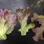 Sporulation of lettuce downy mildew. Photo: S. B. Scheufele