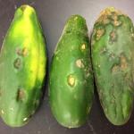 Anthracnose lesions on cucumber fruit. Photo: S. B. Scheufele