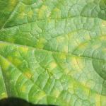 Cucurbit downy mildew on upperside of cucumber leaf.
