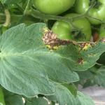 Septoria leaf spot on tomato. Photo: G. Higgins